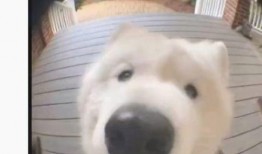 爆料杨颖酒吧视频在线观看,揭秘明星夜生活幕后真相